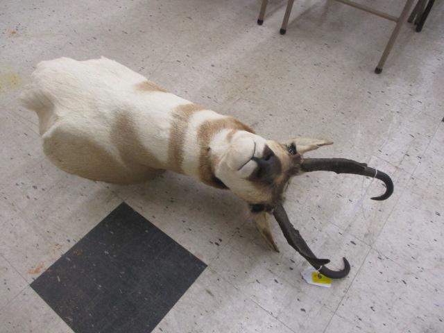 Antelope Mount
