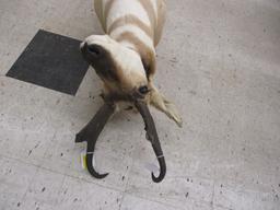 Antelope Mount