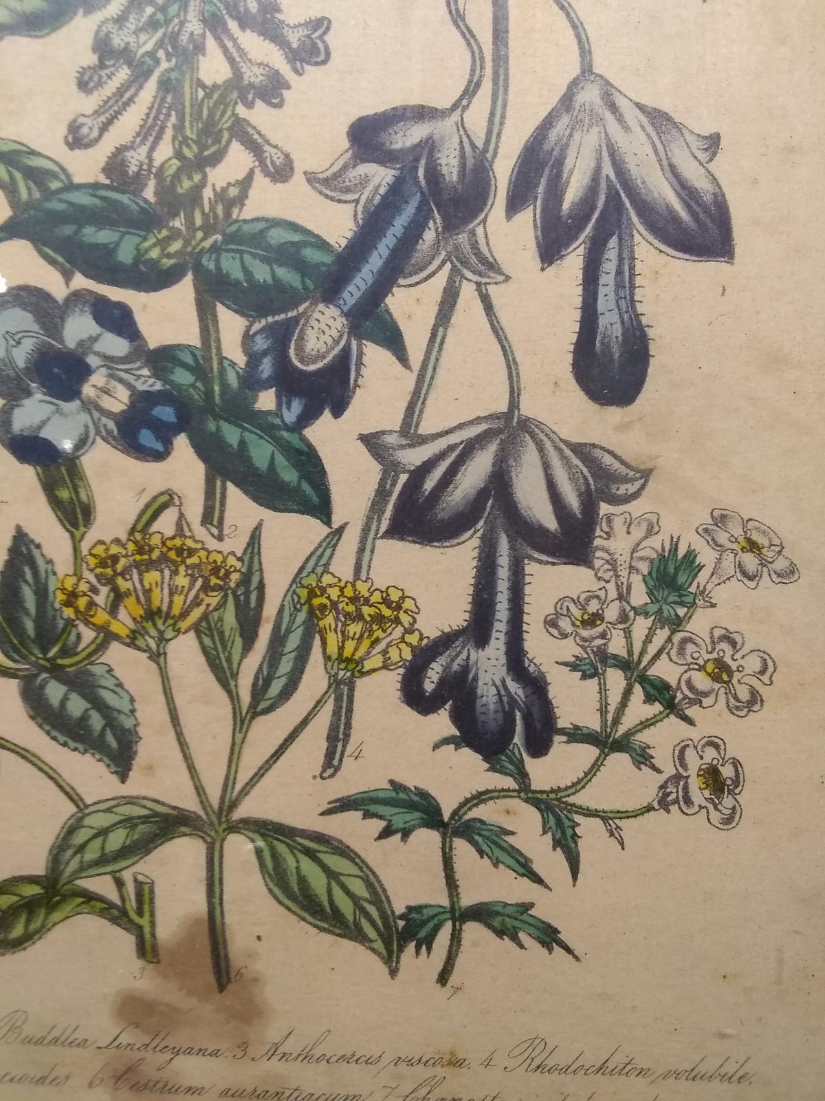 Vintage Mahogany Shadow Box Print-Dried Flowers