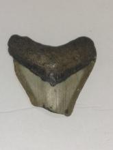 Megalodon Shark Tooth