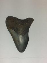 Megalodon Shark Tooth