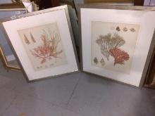 (2) Framed and Double Matted Prints-Ocean Life (x2)-NO SHIPPING