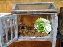 Wooden Framed Terrarium