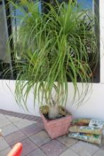 Palm Tree