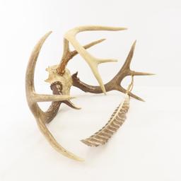 Antlers and mounts with feather