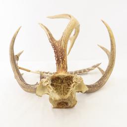 Antlers and mounts with feather