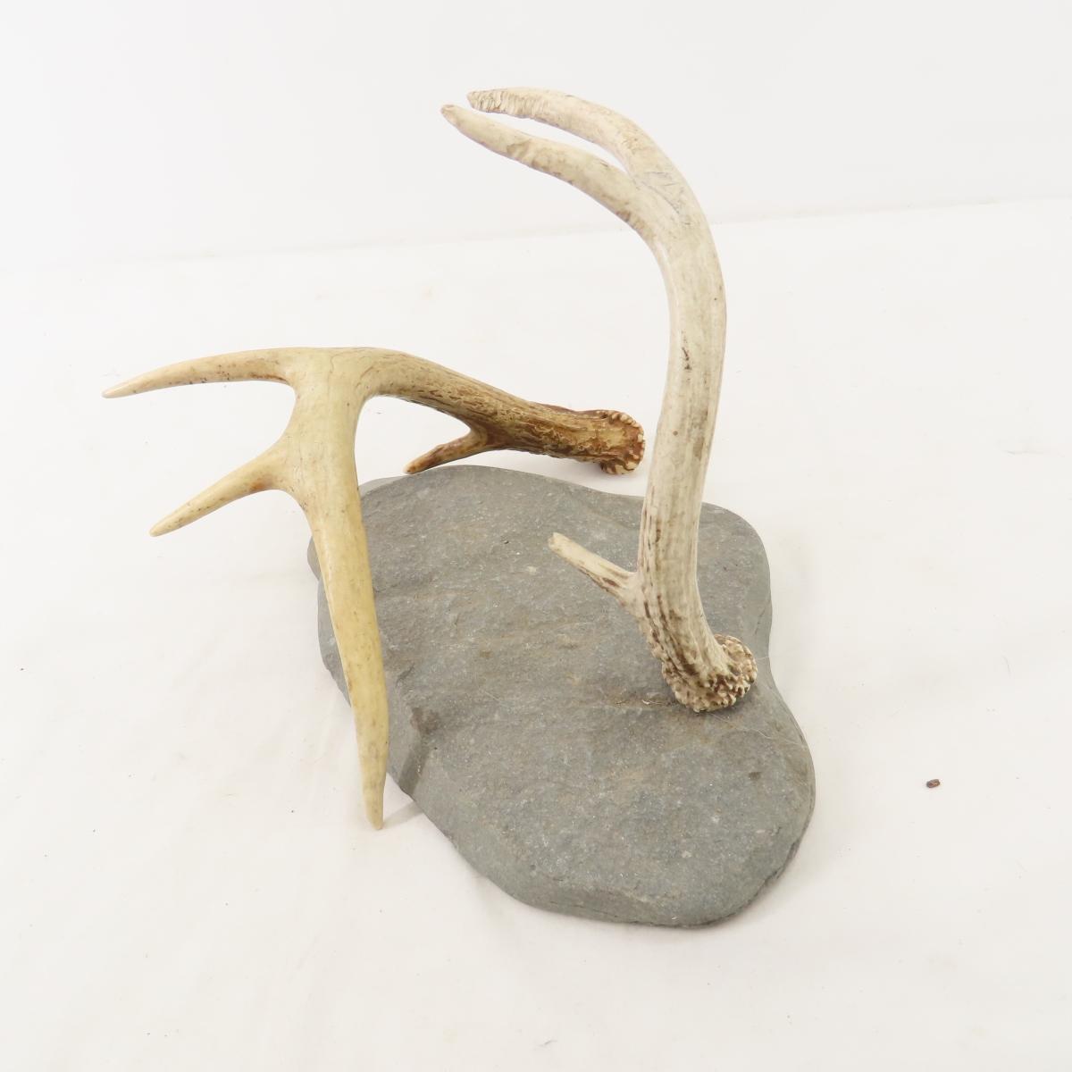 Antlers and mounts with feather
