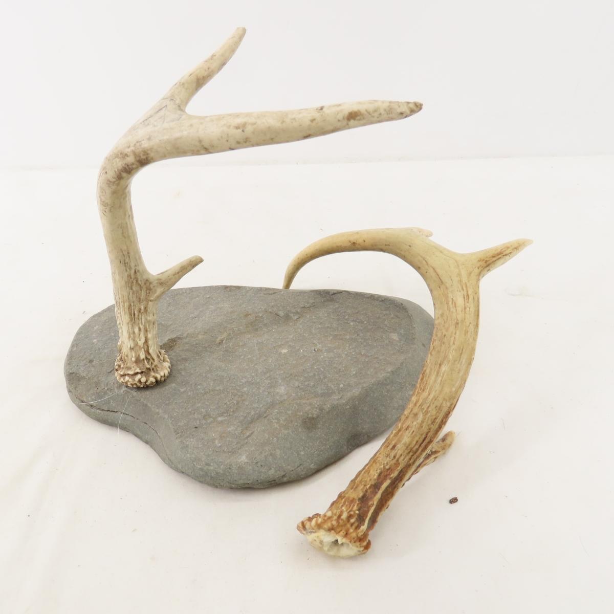 Antlers and mounts with feather