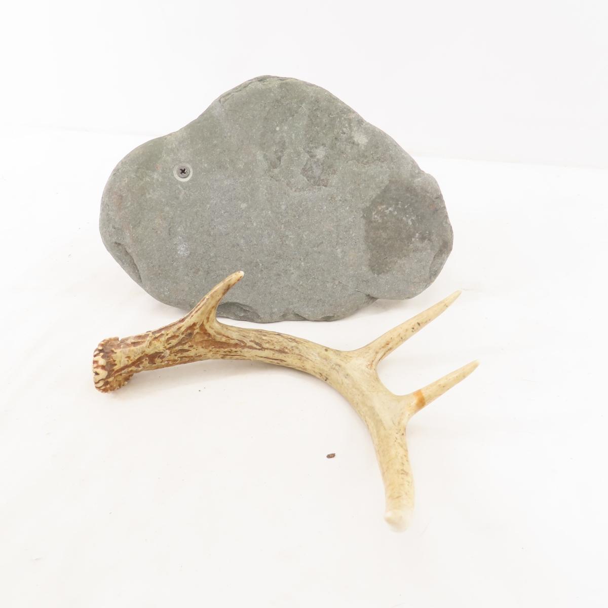 Antlers and mounts with feather