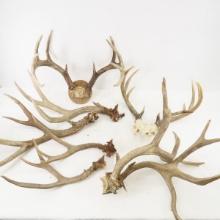 Deer antlers- 1 mounted