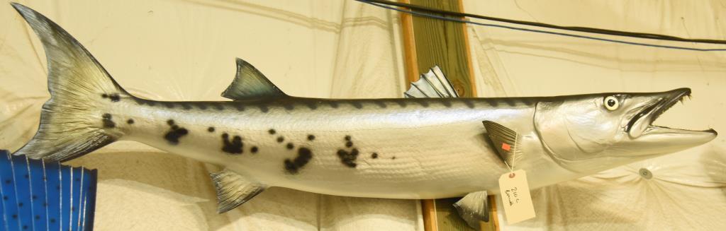 Baracuda Mount. Approx. 60" in length THIS ITEM IS NOT SHIPPABLE. Due to the Size  Item needs t