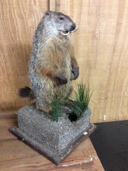 Ground Hog Mount, with Dental Malocclusion