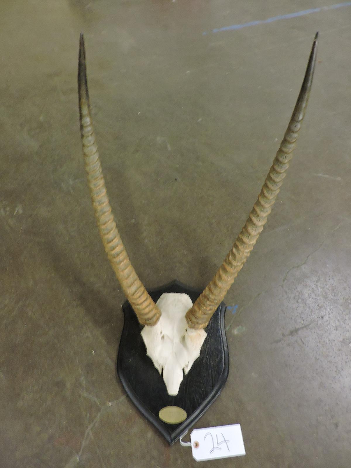 Water Buck Horns and Scull from Kenya / Mounted in London