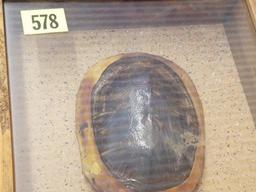 Indian Turtle Shell Medicine Rattle in Display Case