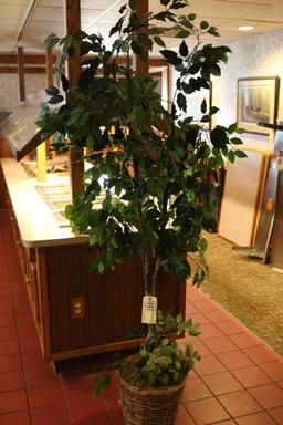 Fig tree