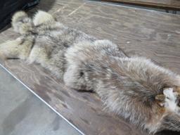 Coyote pelt Professionally tanned. Great condition!~1131