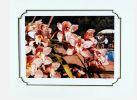 ASSORTED BULK PRINTS