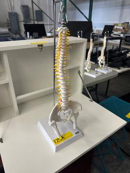 SKELETAL SPINE MODEL ON STAND