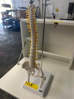 SKELETAL SPINE MODEL ON STAND