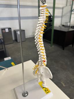 SKELETAL SPINE MODEL ON STAND