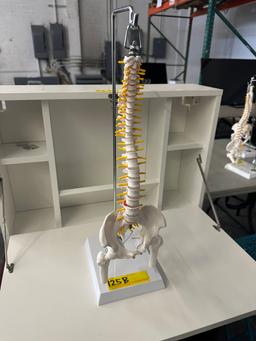 SKELETAL SPINE MODEL ON STAND