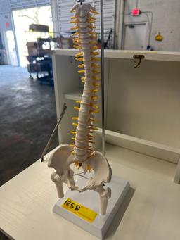 SKELETAL SPINE MODEL ON STAND