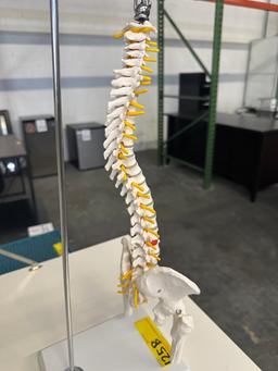 SKELETAL SPINE MODEL ON STAND