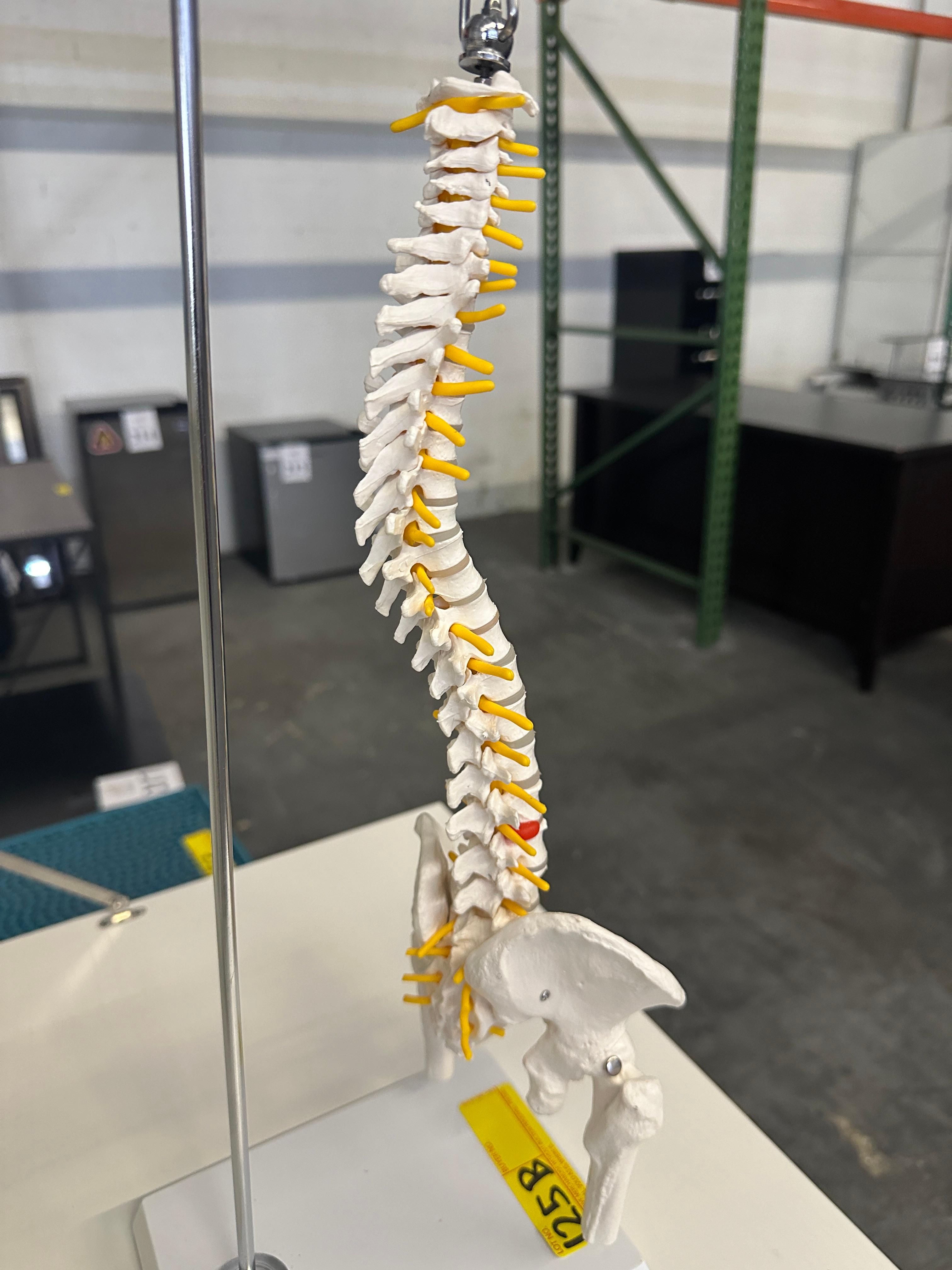 SKELETAL SPINE MODEL ON STAND