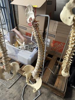 LOT CONSISTING OF ASSORTED SKELETON MODELS