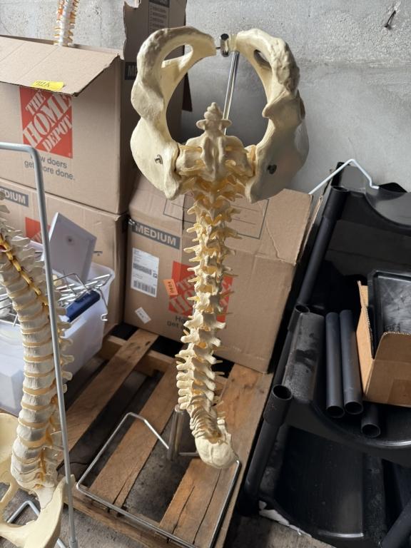 LOT CONSISTING OF ASSORTED SKELETON MODELS