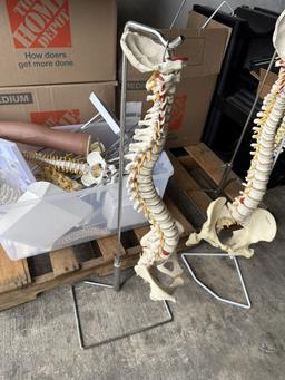 LOT CONSISTING OF ASSORTED SKELETON MODELS