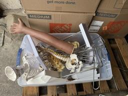 LOT CONSISTING OF ASSORTED SKELETON MODELS