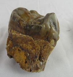 Prehistoric Specimen "Fossilized Mastedon Tooth"