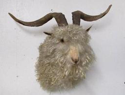 Vintage Angora Goat Taxidermy Shoulder Mount