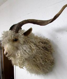 Vintage Angora Goat Taxidermy Shoulder Mount