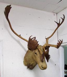 Antique Barren Grounds Caribou Taxidermy Shoulder Mount