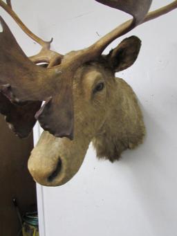 Antique Barren Grounds Caribou Taxidermy Shoulder Mount