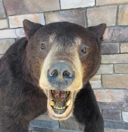 Vintage Full Body Black Bear Taxidermy Mount- Standing