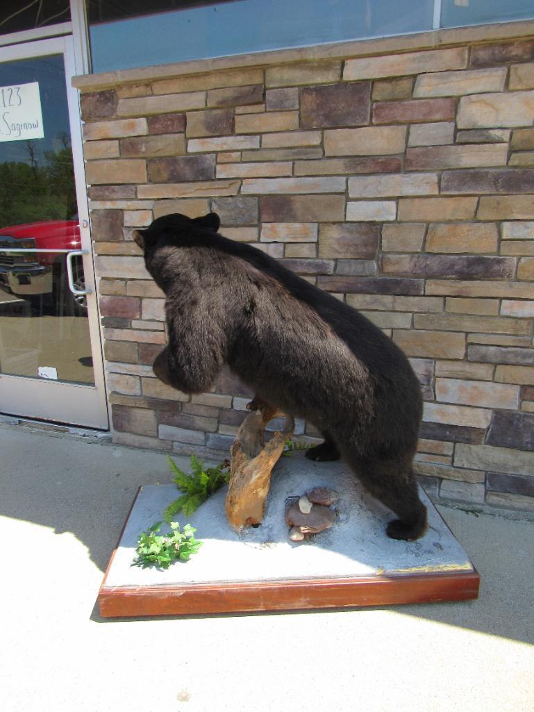 Vintage Full Body Black Bear Taxidermy Mount- Standing