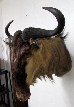 Vintage Wildebeest Taxidermy Shoulder Mount