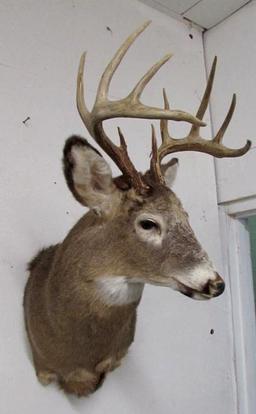 Beautiful Vintage 10 Point Buck White Tail Deer Taxidermy Shoulder Mount
