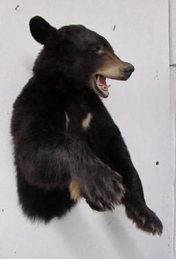 Vintage Black Bear Half Body Wall Hanging Taxidermy Mount