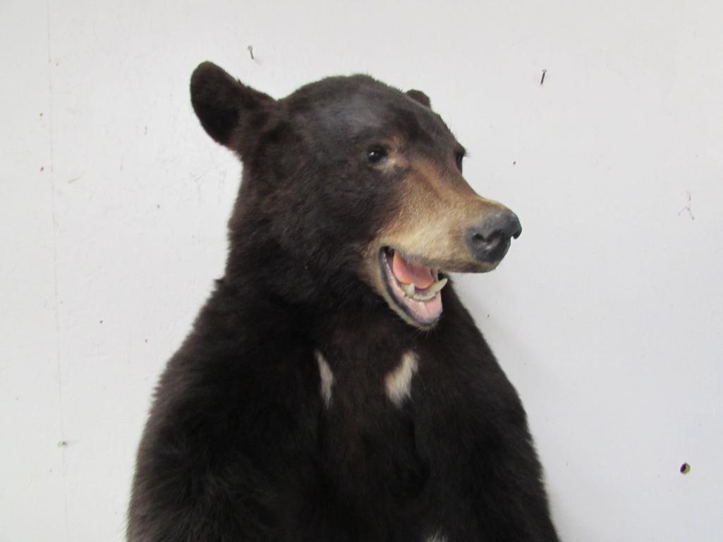 Vintage Black Bear Half Body Wall Hanging Taxidermy Mount