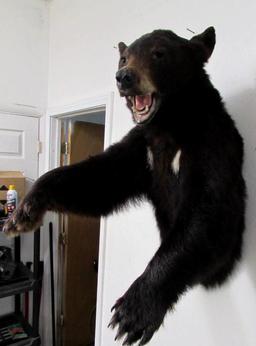 Vintage Black Bear Half Body Wall Hanging Taxidermy Mount