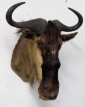 Vintage Wildebeest Taxidermy Shoulder Mount