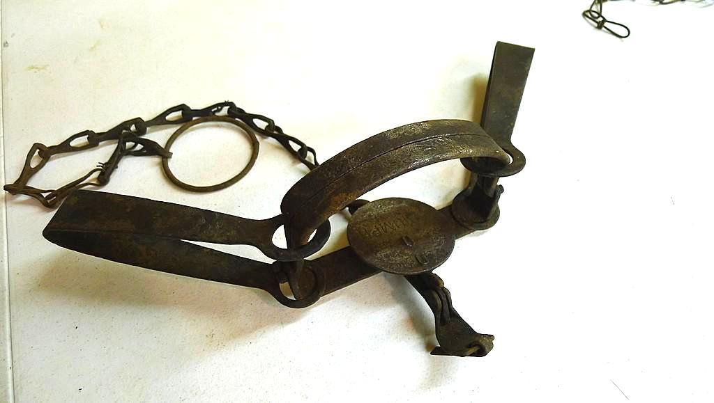Triumph No. 3 double long spring trap is 17" and appears original and complete. Triumph No. 1-1/2