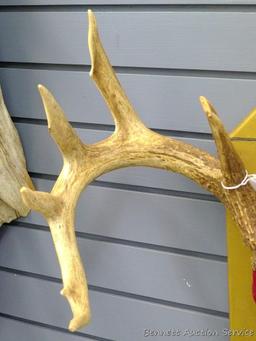 12 point whitetail antlers are mounted on a cartridge shaped plaque. Inside spread is 18", outside