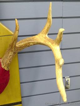 12 point whitetail antlers are mounted on a cartridge shaped plaque. Inside spread is 18", outside