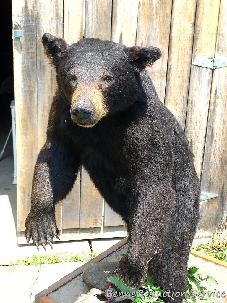 Nice full body black bear mount is about 4' tall. Nicely done mount is in good condition.