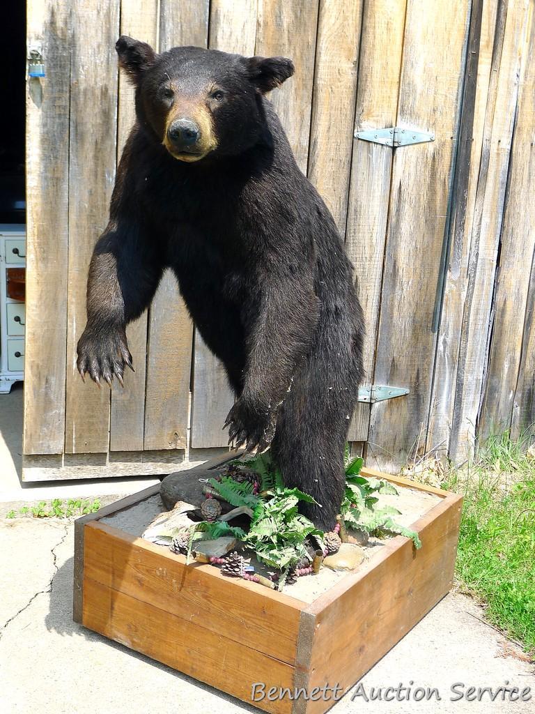 Nice full body black bear mount is about 4' tall. Nicely done mount is in good condition.